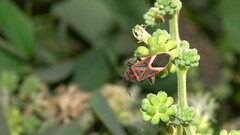 Graptostethus servus