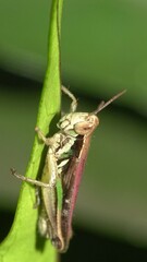 Spathosternum prasiniferum