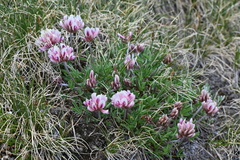 Trifolium dasyphyllum