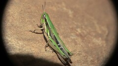 Spathosternum prasiniferum