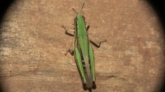 Spathosternum prasiniferum