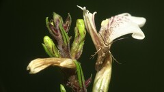 Eretmocera impactella