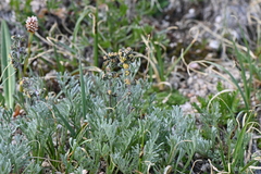 Artemisia scopulorum