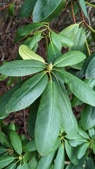 Rhododendron ponticum
