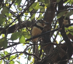 Hypnelus ruficollis