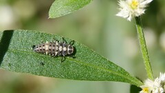 Cheilomenes sexmaculata