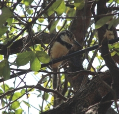Hypnelus ruficollis