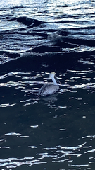 Pelecanus occidentalis