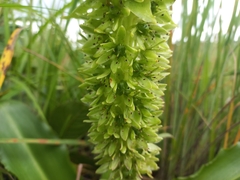Eucomis autumnalis