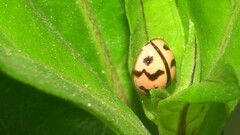 Cheilomenes sexmaculata