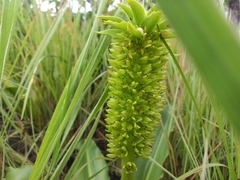 Eucomis autumnalis
