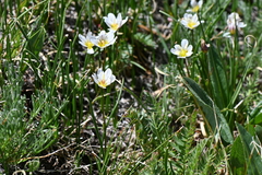 Gagea serotina