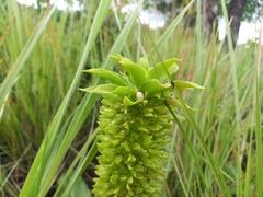 Eucomis autumnalis