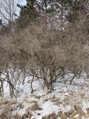 Lonicera