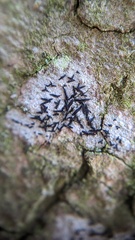 Alyxoria culmigena