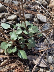Packera obovata