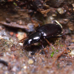 Agonum punctiforme