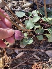 Packera obovata