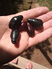 Syzygium cumini