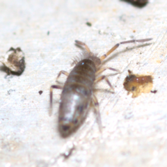 Willowsia nigromaculata