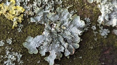 Punctelia subrudecta