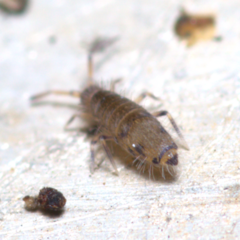 Willowsia nigromaculata