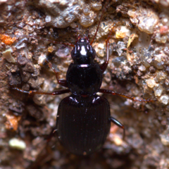 Agonum punctiforme