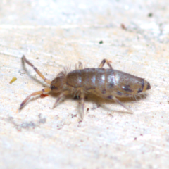 Willowsia nigromaculata