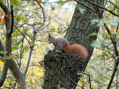 Sciurus vulgaris