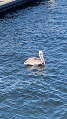 Pelecanus occidentalis