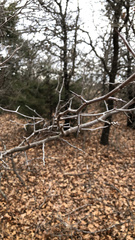 Gleditsia triacanthos