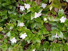 Vinca difformis