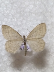 Scopula ternata