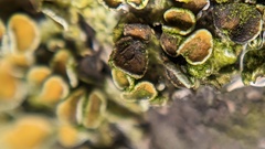 Xanthoriicola physciae