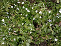 Vinca difformis