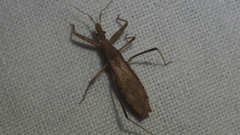 Sastrapada australica