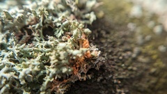 Erythricium aurantiacum