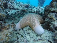Choriaster granulatus