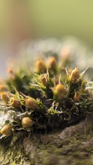 Orthotrichum diaphanum