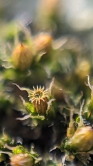 Orthotrichum diaphanum