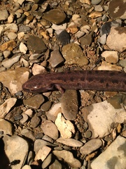 Necturus maculosus