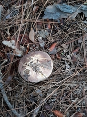 Tylopilus ferrugineus