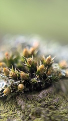 Orthotrichum diaphanum