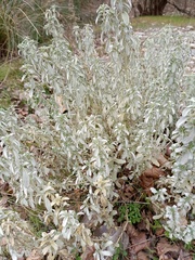 Mercurialis tomentosa