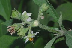 Solanum umbellatum