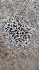 Arthonia radiata