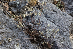 Notholaena standleyi