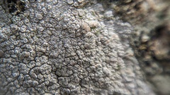 Lecanora carpinea