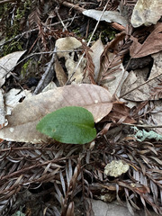 Calypso bulbosa