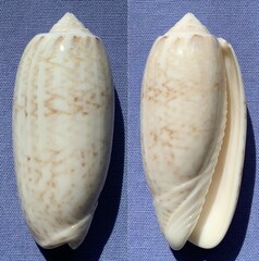 Oliva nivosa
